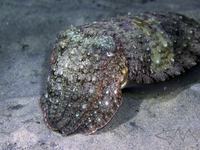 Whitley's Cuttlefish, Sepia whitleyana