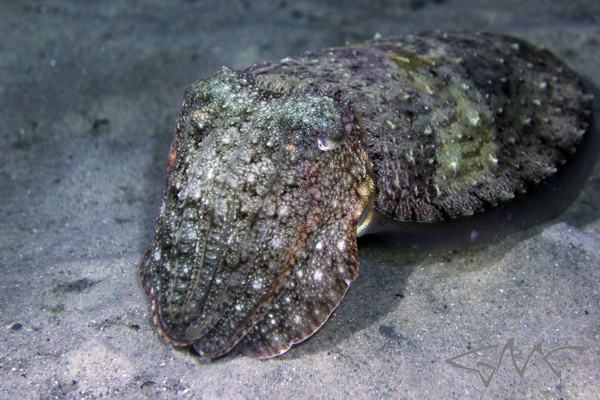Whitley's Cuttlefish, Sepia whitleyana