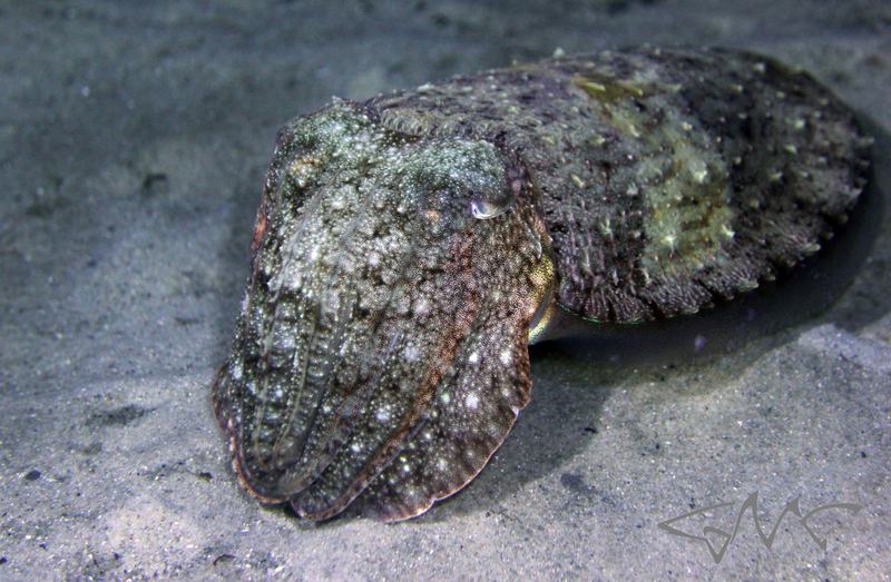 Whitley's Cuttlefish, Sepia whitleyana