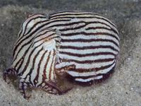 Striped Pyjama Squid, Sepioloidea lineolata