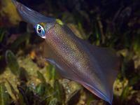Sepioteuthis australis