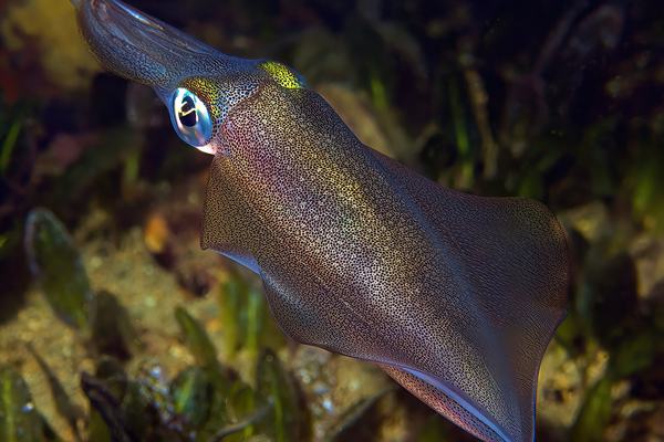 Sepioteuthis australis