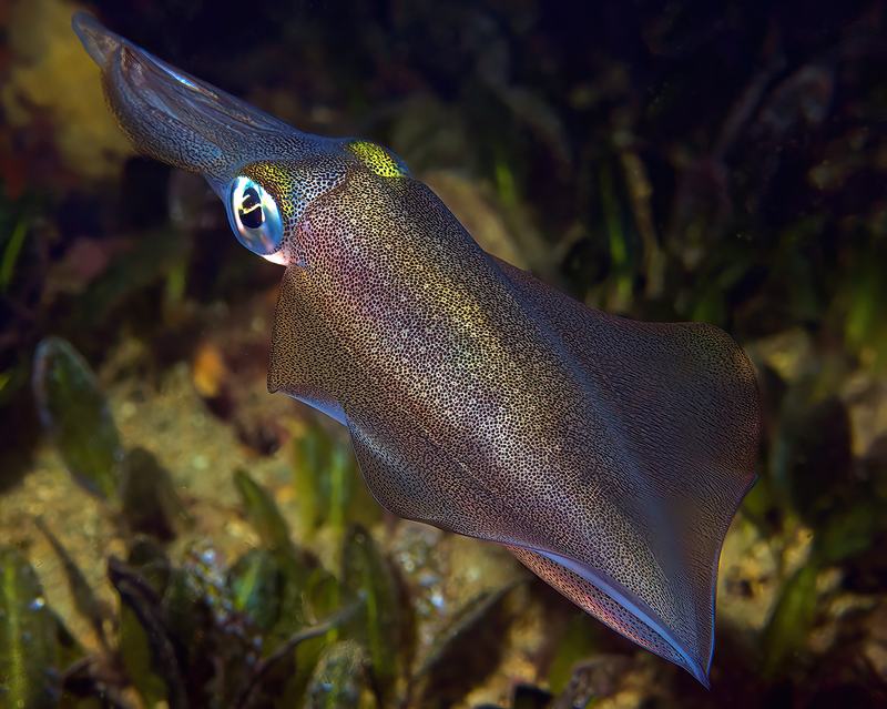 Sepioteuthis australis