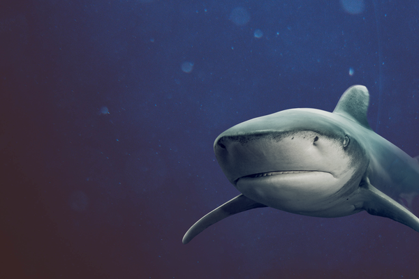 Sharks exhibition 2022, Intro White Tip Shark banner