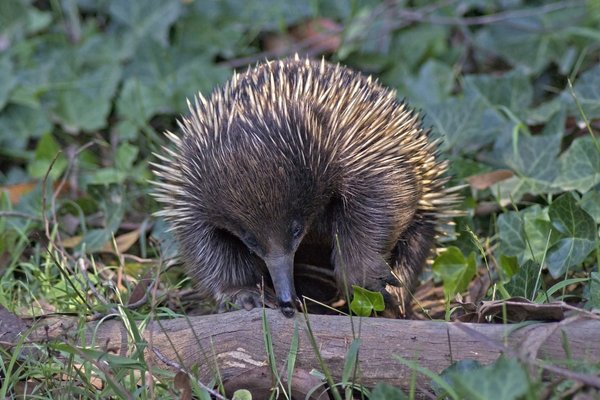 Short-beaked Echidna, Tachyglossus aculeatus