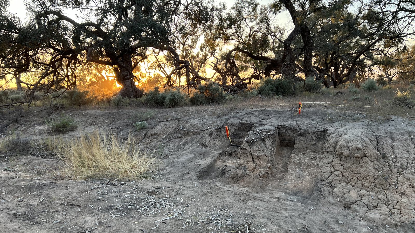 An excavation site marked with orange flags at sunset, in Kinchega National Park.
