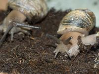 Snails