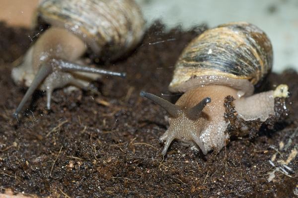 Snails