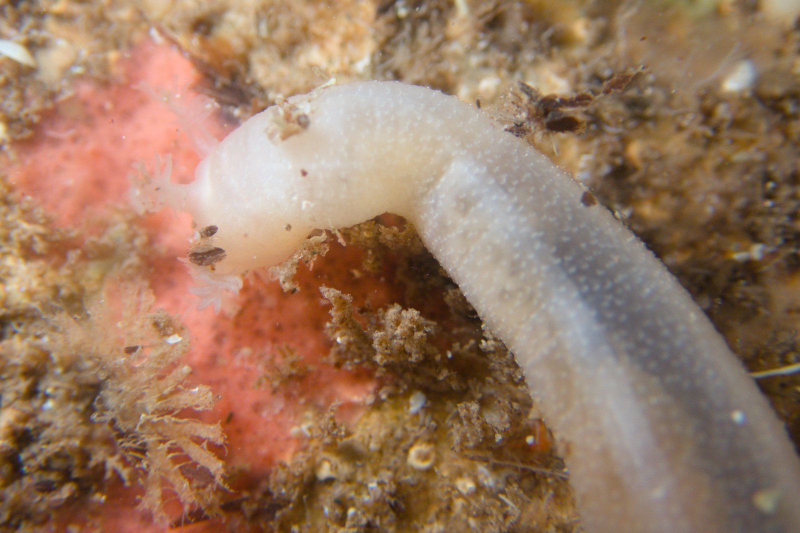 Snot Sea Cucumber, Leptosynapta dolabrifera