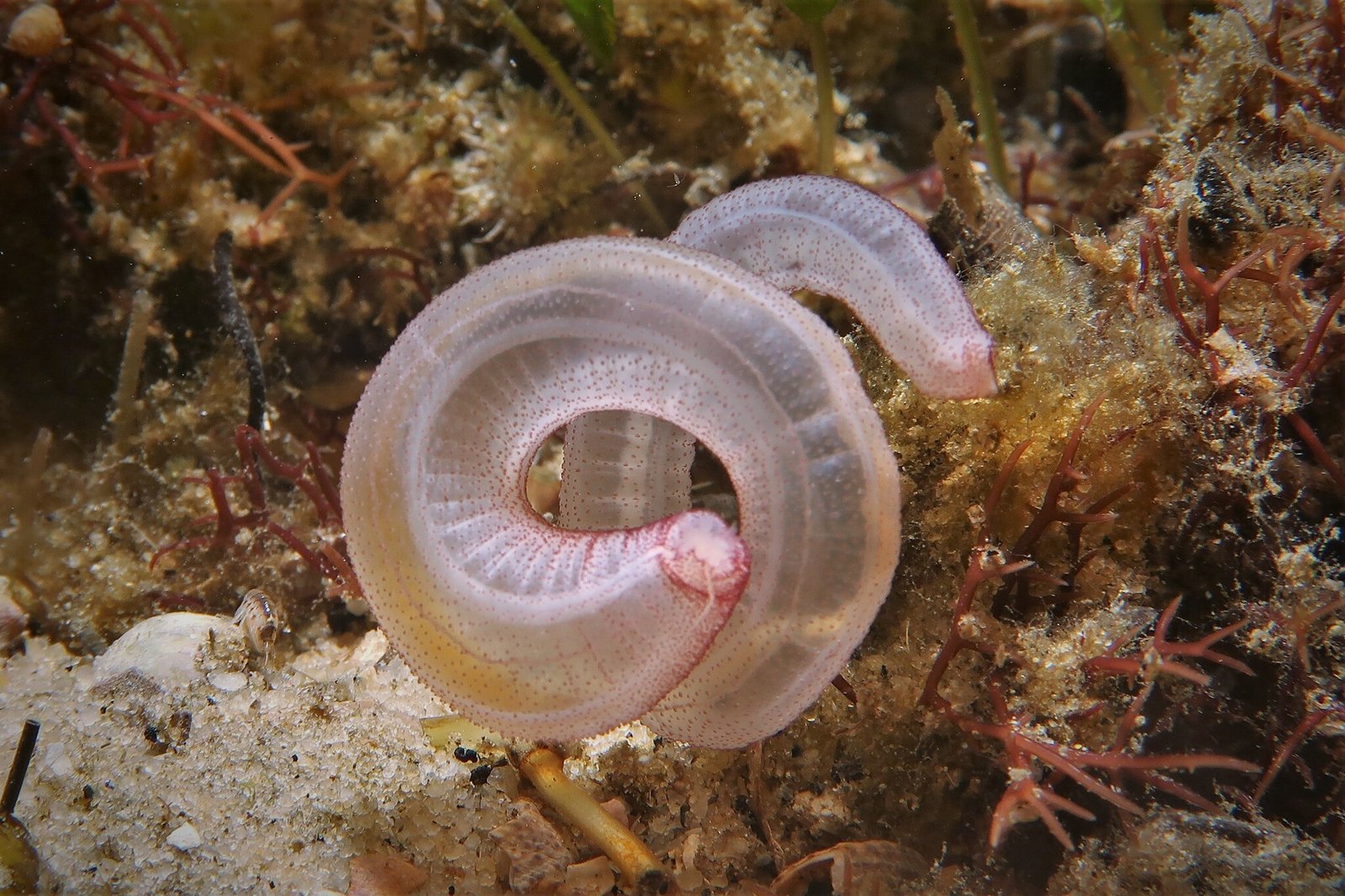 Snot Sea Cucumber, Leptosynapta dolabrifera