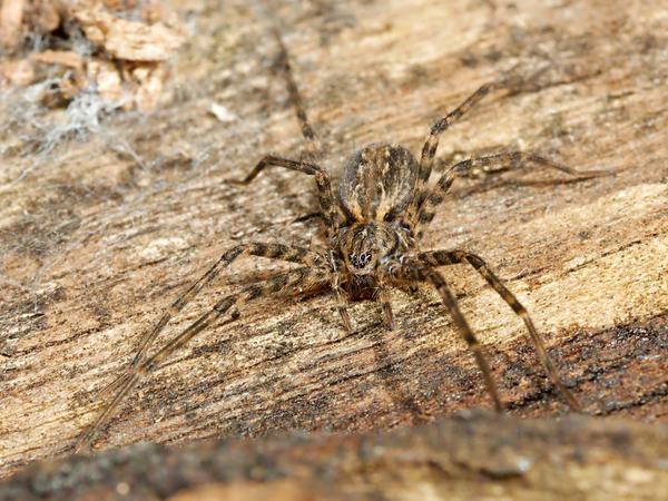 A mottled brown and tan spider with a patterned abdomen and long banded legs, camouflaged against pale timber.