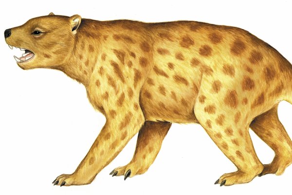 Illustration of Thylacoleo carnifex, the largest carnivorous Australian mammal
