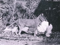 Thylacinus cynocephalus