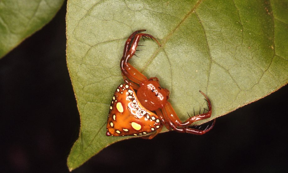 Learn how to classify spiders - The Australian Museum
