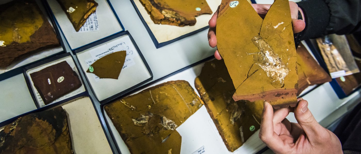 Learn how to classify fossils - The Australian Museum