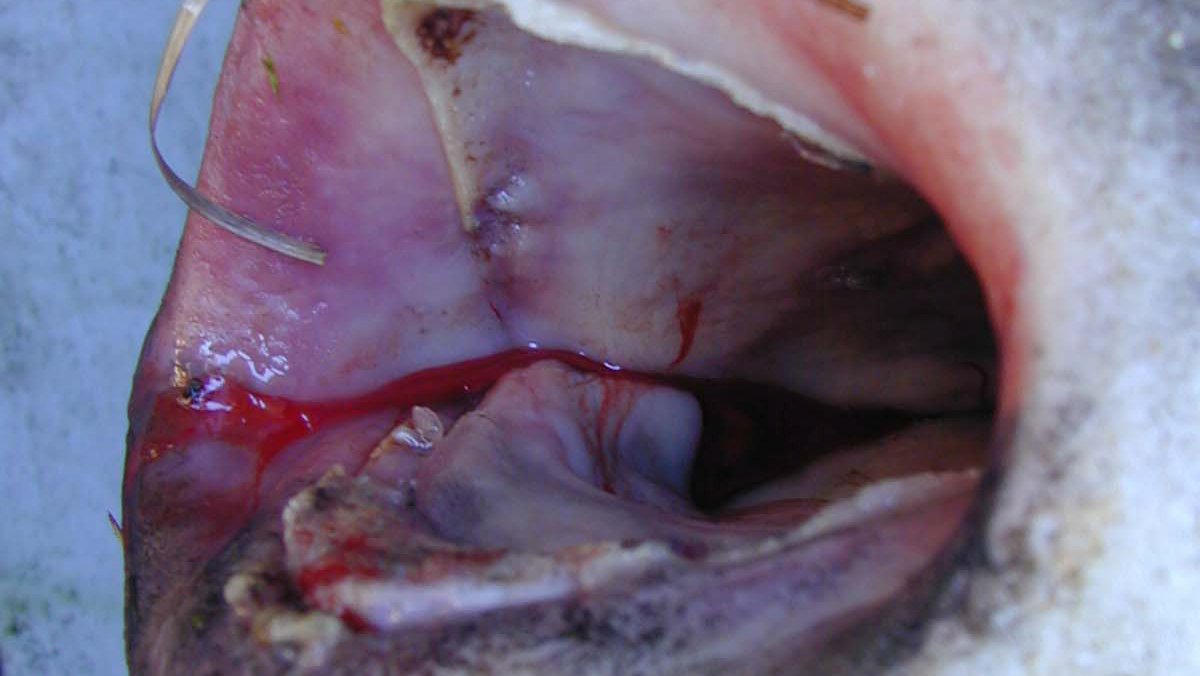 Hoodwinker Sunfish Mola tecta