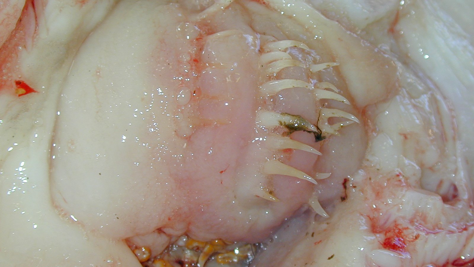 Hoodwinker Sunfish Mola tecta