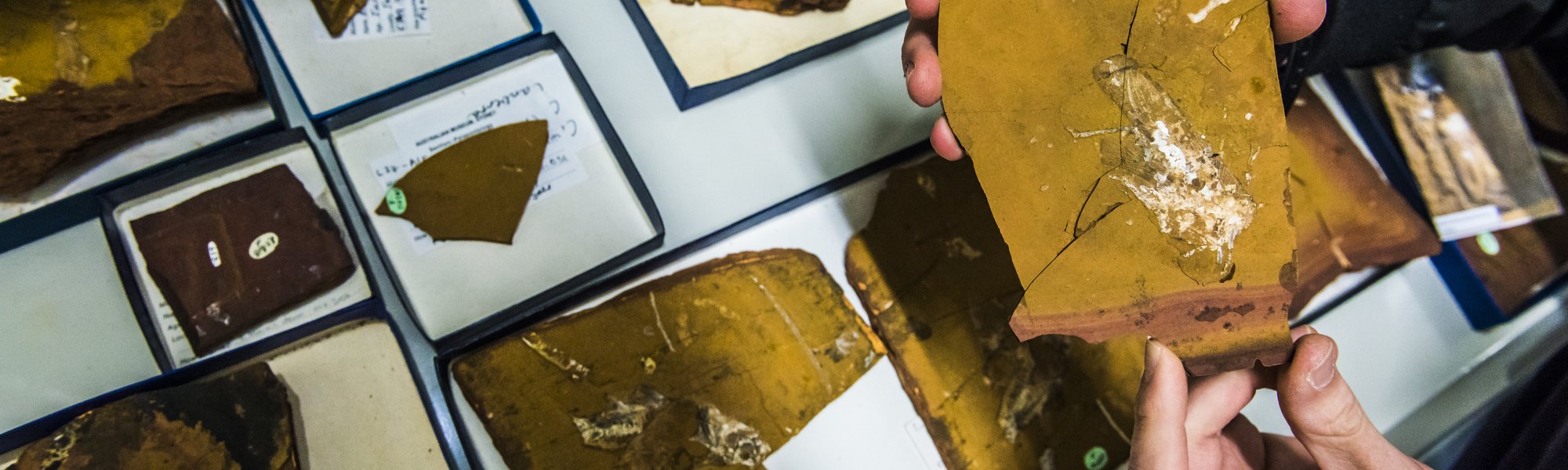 Learn how to classify fossils - The Australian Museum