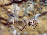 Progradungula carraiensis