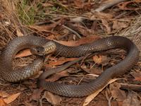 Eastern Brown Snake (Pseudonaja textilis)