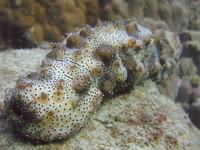 Sea Slug