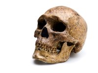 Homo Sapiens (skull & lower jaw) - Homo sapiens skull from Zhoukoudian angled view