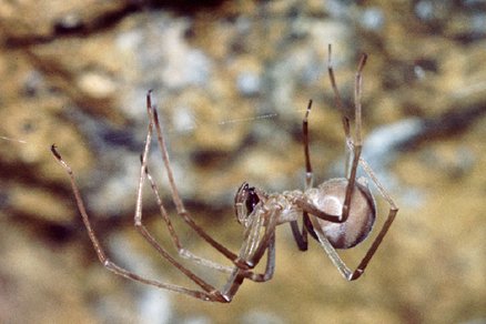 Progradungula carraiensis