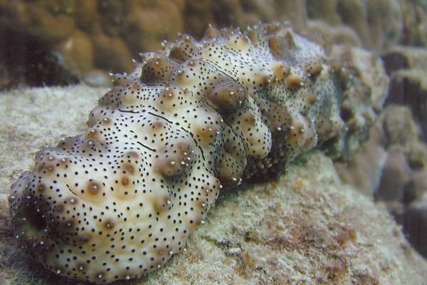 Sea Slug