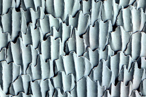 Scales of a Thresher Shark, <i>Alopias vulpinus</i>