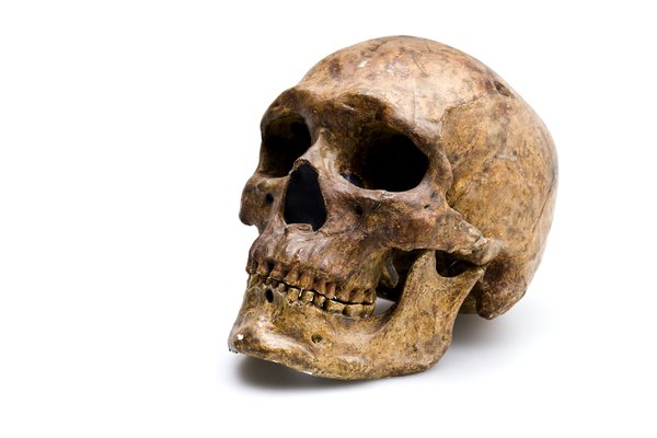 Homo Sapiens (skull & lower jaw) - Homo sapiens skull from Zhoukoudian angled view