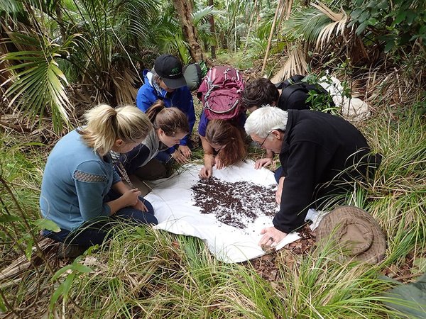 Chris Reid and citizen scientists looking at the contents of a sifter on Lord Howe Island, NSW