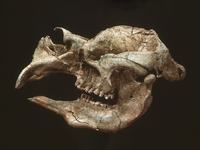 Diprotodon skull