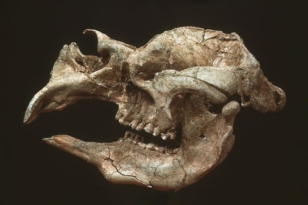 Diprotodon skull