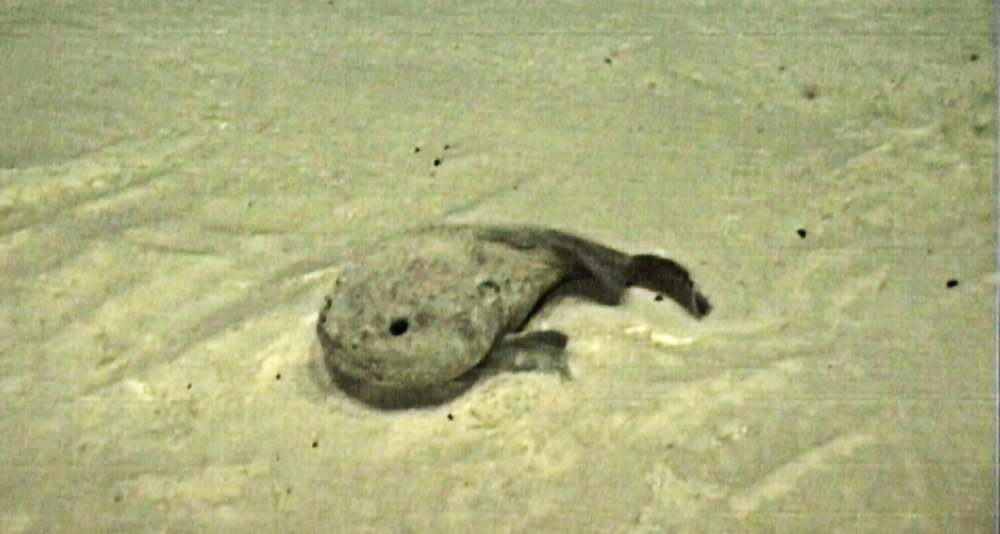 A fathead, Psychrolutes, on the North West Shelf