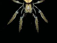 Garden Orb Weaving Spider (Eriophorasp.)