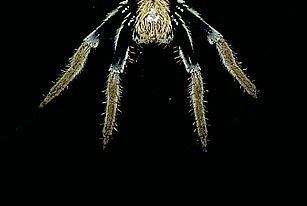Garden Orb Weaving Spider (Eriophorasp.)