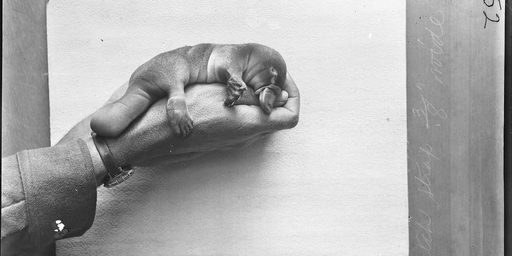 HJ Burrell photo: Platypus young