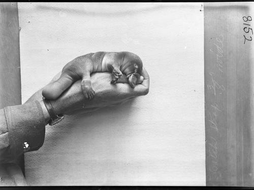 HJ Burrell photo: Platypus young