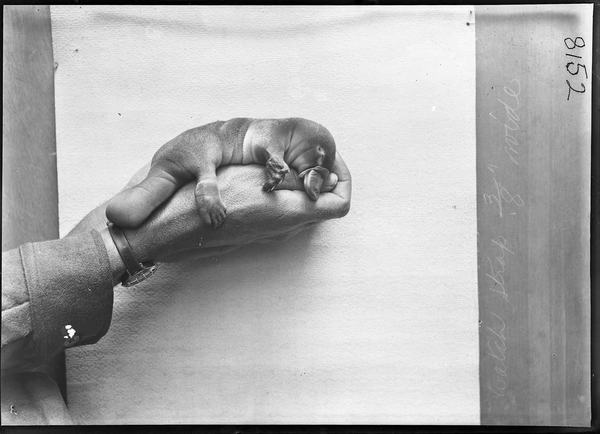 HJ Burrell photo: Platypus young