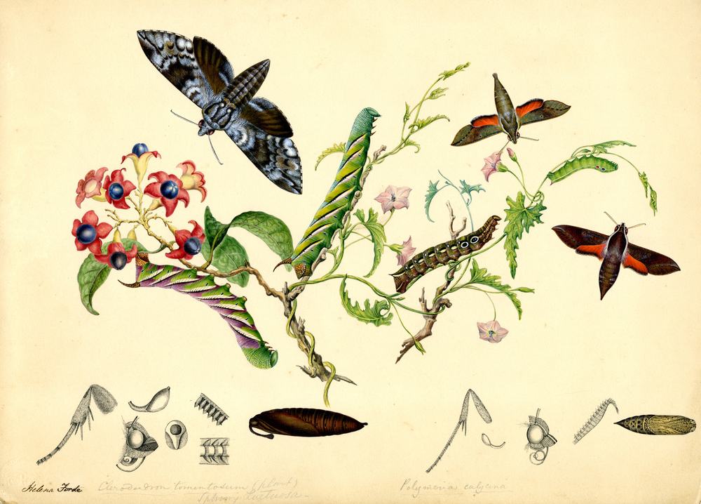 Illustration of various insects around a flowering plant, including butterflies with wings spread and caterpillars in different stages of development.