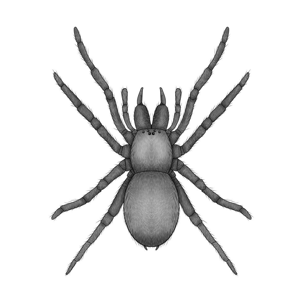 ゆり　内容の確認をお願いします。　1/f Spider Some_image.width-1200.height-