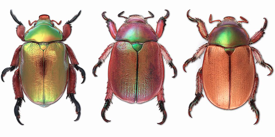 Christmas Beetle - The Australian Museum