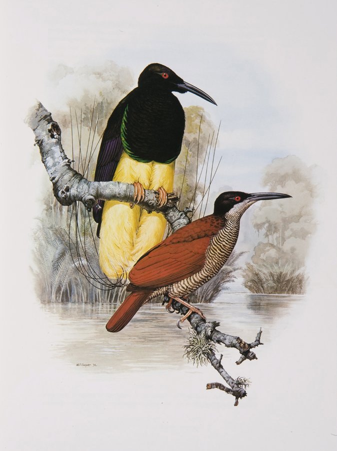 コレクション Hale Pua/ Black Velvet Bird of Paradise Amazon.com