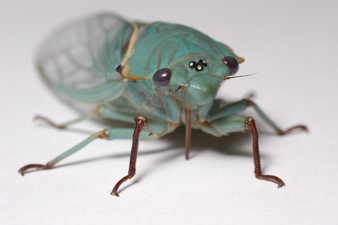 標本 Australia Cicadoidea sp. 65mm Cicada - Superfamily Cicadoidea - The Australian Museum