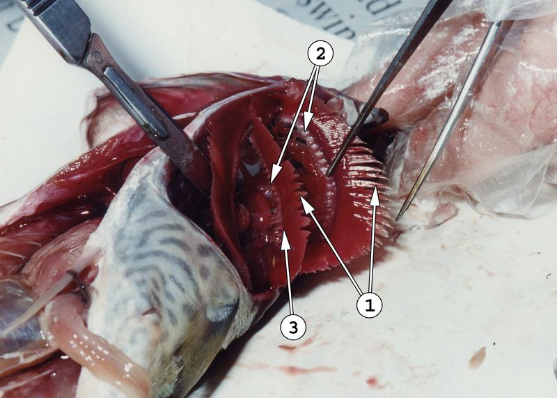 Fish Dissection - Gills exposed