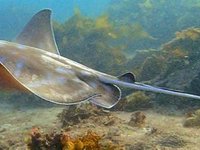 Southern Eagle Ray, Myliobatis australis