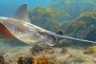 Southern Eagle Ray, Myliobatis australis