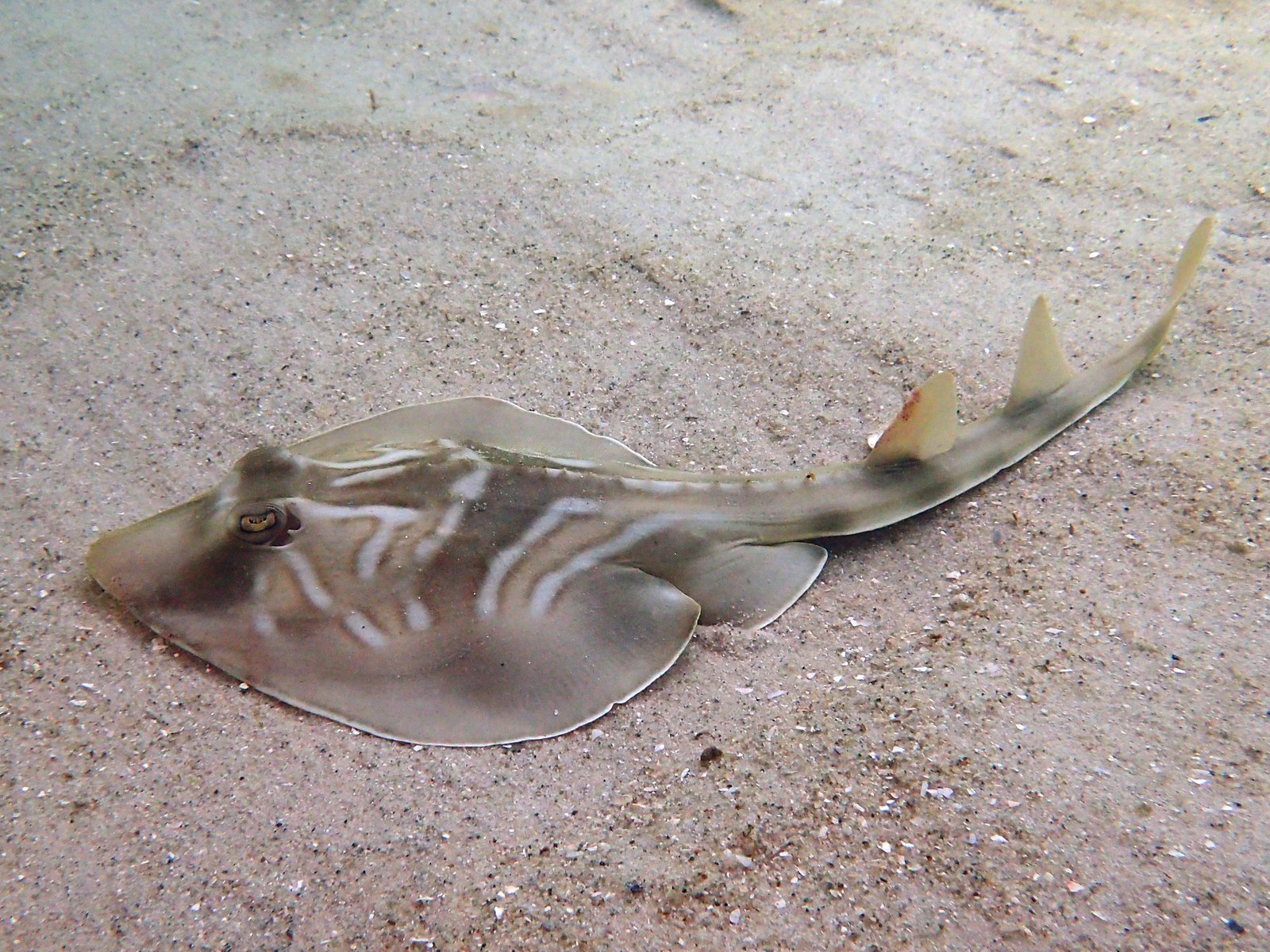 Southern Fiddle Ray resting on sandy ocean floor, tail outstretched