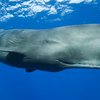 Sperm Whale (Physeter macrocephalus), Caribbean Sea, Dominica