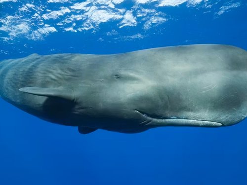 Sperm Whale (Physeter macrocephalus), Caribbean Sea, Dominica